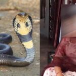 A snake is chasing a girl