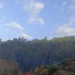 Five lakh trees will be cut in the fire line of Uttarakhand