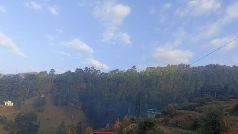 Five lakh trees will be cut in the fire line of Uttarakhand