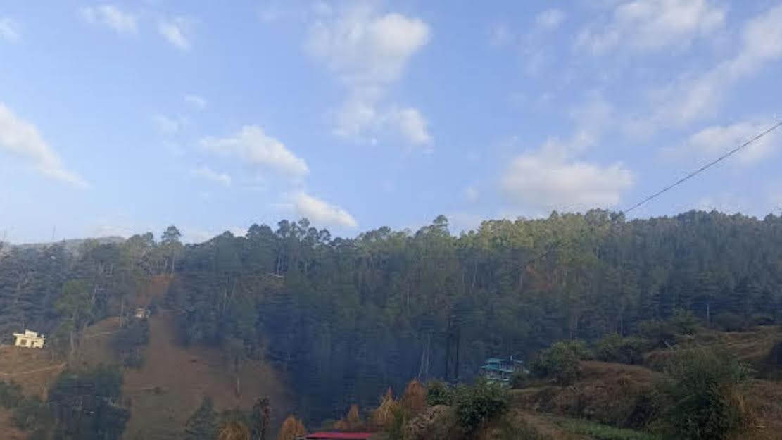 Five lakh trees will be cut in the fire line of Uttarakhand