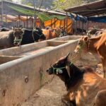 Strict rules are going to be implemented for cow-buffalo rearing in urban areas
