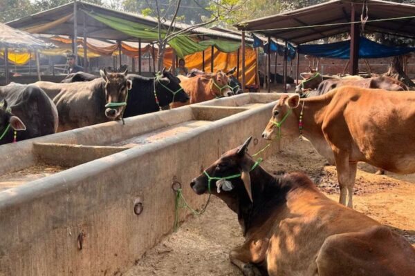 गाय-भैंस पालना अब नहीं होगा आसान, लागू होने वाली है नई नियमावली Strict rules are going to be implemented for cow-buffalo rearing in urban areas
