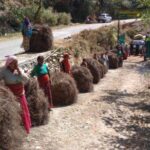 Uttarakhand government will buy Pirul at the rate of ten rupees per kg