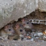 Rats have become a threat to Nainital city