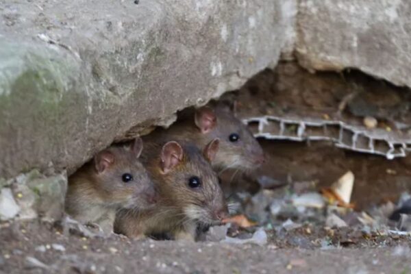 Rats have become a threat to Nainital city