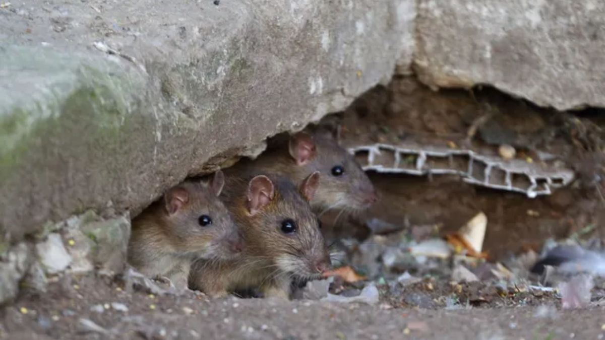 Rats have become a threat to Nainital city