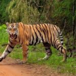 Under the State Tiger Transfer Project, tigresses will be sent from Uttarakhand to Rajasthan