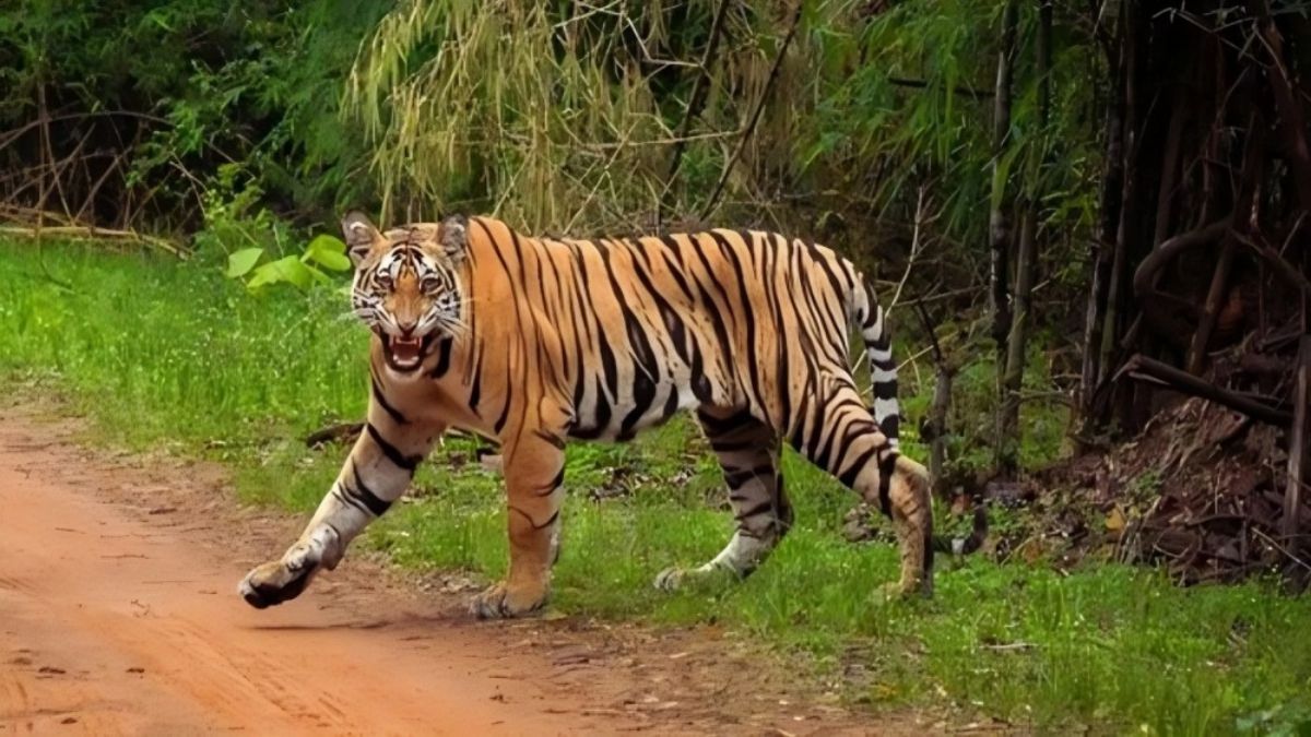 Under the State Tiger Transfer Project, tigresses will be sent from Uttarakhand to Rajasthan