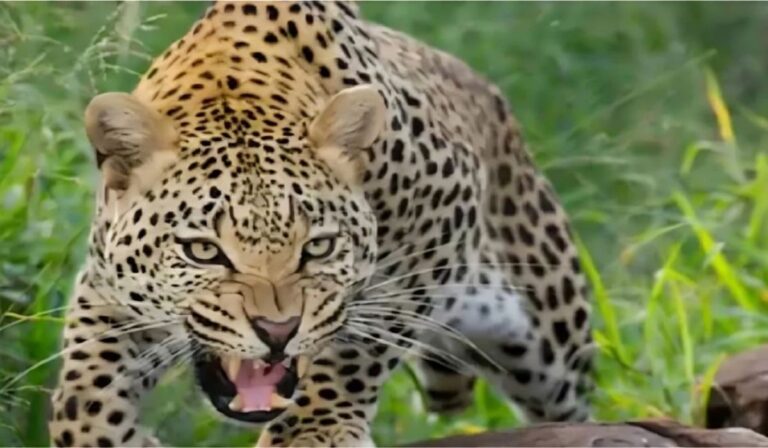 The court has sentenced five people who burnt a leopard alive in Pauri to imprisonment